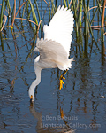 Head First. Viera, Florida. A white egret dives head first going in for the kill in the Florida marshlands.  Ben Babusis, Lightscape Gallery.