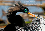 Anhinga Portrait. Viera, Florida. The Anhinga stands proudly in this close up portrait, displaying its dramatic contrast of black and white plummage and colorful eyes and beak.  Ben Babusis, Lightscape Gallery.