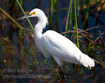 White Egret. Viera, Florida. White Egrets hunts in the marshland of central Florida's coast.  Ben Babusis, Lightscape Gallery.
