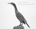 Statuesque. Viera, Florida. Seabird stands upon a pedestal displaying the rich textures of its plummage.  Ben Babusis, Lightscape Gallery.