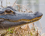 Toothy Smile. Central Florida. Alligator displaying rows of sharp teeth.  Ben Babusis, Lightscape Gallery.