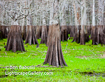 Waterline. Central Florida. High water mark clearly defined on Cypress trees in central Florida's marshland.   Ben Babusis, Lightscape Gallery.