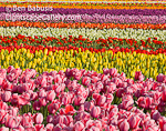 Tulip Tapestry. Mt. Vernon, Washington. Rows of multicolored tulips explode into color during the spring in northern Washington state.  Ben Babusis, Lightscape Gallery.