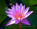 The Bees Knees. Bora Bora, Taihiti. A tropical waterlily gets the attention of a honeybee. � Ben Babusis, Lightscape Gallery.