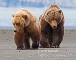 Barely a Couple. Hallo Bay, Alaska. Male grizzly (right) slowly but relentlessly pursues a female during mating season.  Ben Babusis, Lightscape Gallery.