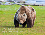 Eat Your Veggies. Hallo Bay, Alaska. A male grizzly larger than your refrigerator feeds on meadow grass.  Ben Babusis, Lightscape Gallery.