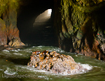 Sea Lion Cave. Florence, Oregon. Sea lions beach themselves in an enormous sea cave off the Oregon coast.  Ben Babusis, Lightscape Gallery.
