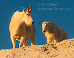 Goat Morning. The Enchantments, Washington. A mountain goat and her calf watch the morning sunrise in the Enchantments.  Ben Babusis, Lightscape Gallery.