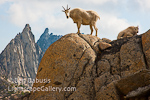 Overlook. The Enchantments, Washington. Mountain goat and her calf overlooking Prusik Peak in the Enchantments.  Ben Babusis, Lightscape Gallery.
