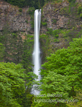 Falling for Green. Multnomah Falls, OR. Beautiful Multnomah Falls drops into a canopy of green in the Columbia Gorge.  It is the tallest waterfall in Oregon dropping 620 feet in two falls.  Ben Babusis, Lightscape Gallery.