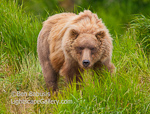 Bear Stare. McNeil River, AK. Grizzly bear gives photographer a withering stare.  Ben Babusis, Lightscape Gallery.
