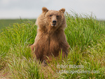 Teddy Bear. McNeil River, AK. Grizzly bear sits in the grasses above McNeil Falls finishing up a lunch of fresh Alaskan salmon.  Ben Babusis, Lightscape Gallery.