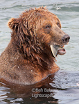 Good to the Last Crunch. McNeil River, AK. Grizzly snacking on, you guessed it, fresh Alaskan salmon.  Ben Babusis, Lightscape Gallery.