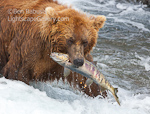 Worth Two in the Stream. McNeil River, AK. Grizzly fishes near the McNeil River falls in Alaska.  Ben Babusis, Lightscape Gallery.