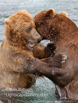 Bearplay. McNeil River, AK. Two adolescent grizzlies playfight in the river.  Ben Babusis, Lightscape Gallery.