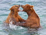 Mouth to Mouth. McNeil River, AK. Two grizzlies play in McNeil River, Alaska.  Ben Babusis, Lightscape Gallery.