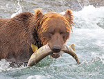 Mine!. McNeil River, AK. Grizzly captures a salmon from McNeil River falls.  Ben Babusis, Lightscape Gallery.