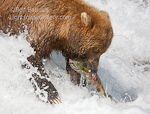 Fish from the Froth. McNeil River, AK. Grizzly plucks salmon from the frothy McNeil River Falls.  Ben Babusis, Lightscape Gallery.