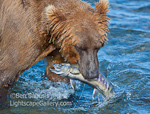 Bearly got it!. McNeil River, AK. Grizzly plucks salmon from McNeil River.  Ben Babusis, Lightscape Gallery.