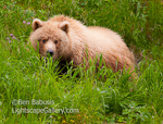 Cover Bear. McNeil River, AK. Perhaps the most beautiful bear in all of southeastern Alaska.  Caught posing on a cliff near McNeil River.  Ben Babusis, Lightscape Gallery.