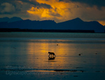 Bear Silhouette. McNeil River, AK. Grizzly roams the tidal flats at sunset.  Ben Babusis, Lightscape Gallery.