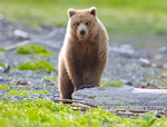 Curious Bear. McNeil River, AK. Curious young grizzly checks out the photographer on the McNeil River spit.  Ben Babusis, Lightscape Gallery.