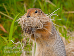Chipper. McNeil River, AK. Chipmunk hoards dry grass in preparation for winter.  Ben Babusis, Lightscape Gallery.
