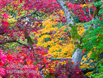 Kodachrome Forest. Washington Arboretum, WA. Splashes of autumn color light up the Japanese garden at this Seattle Arboretum.  Ben Babusis, Lightscape Gallery.