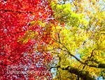 Rellow. Washington Arboretum, WA. Reds and yellows merge overhead during the peak of fall color at the Washington Arboretum in Seattle.  Ben Babusis, Lightscape Gallery.