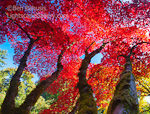 Sky is Falling. Washington Arboretum, WA. Overhead canopy bursts into brilliant red fall colors at the peak of autumn in Seattle.  Ben Babusis, Lightscape Gallery.