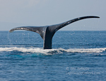 Whale of a Tail. Maui, Hawaii. The monstrous tail of a mature humpback is put on display as it starts its dive directly in front of our vessel.  Ben Babusis, Lightscape Gallery.