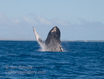 Just Saying Hello. Maui, Hawaii. Humpback whale waves hello with its pectoral fin.  Ben Babusis, Lightscape Gallery.