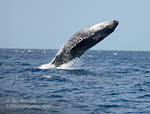 Breach. Maui, Hawaii. Humpback whale breaches off the coast of Maui.  Ben Babusis, Lightscape Gallery.