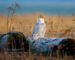 Snowy Owl Portrait. Ocean Shores, WA. Snowy Owl poses on a log in late evening light.  Ben Babusis, Lightscape Gallery.