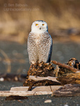 Standing Proud. Ocean Shores, WA. Snowy Owl stands proudly on beach driftwood.  Ben Babusis, Lightscape Gallery.