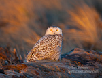 Snowy Sunset. Ocean Shores, WA. Snowy Owl bathed in magic light at sunset.  Ben Babusis, Lightscape Gallery.