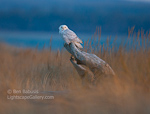 Owl Perch. Ocean Shores, WA. Snowy Owl perches on a remote log and catches the last rays of light as the sun sets over the Pacific.  Ben Babusis, Lightscape Gallery.