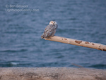 Out on a Limb. Ocean Shores, WA. Snowy Owl perches on a limb just after sundown.  Ben Babusis, Lightscape Gallery.