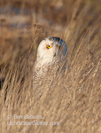 Peeking from the Grass. Ocean Shores, WA. Snowy Owl peeks from the grass on a beautiful morning on Damon Point.  Ben Babusis, Lightscape Gallery.