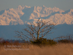 Snow Capped Tree. Ocean Shores, WA. Snowy Owl perches on a tree with the snow capped Olympics in the background.  Ben Babusis, Lightscape Gallery.