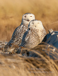 Pair of Hooters. Ocean Shores, WA. Two happy appearing Snowy Owls sitting together on a tree stump.  Ben Babusis, Lightscape Gallery.
